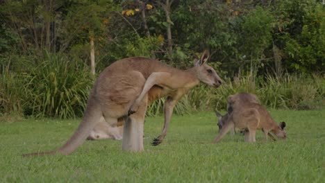 Canguro-Gris-Oriental-Rascándose-La-Espalda-Y-Luego-A-La-Izquierda---Canguros-Comiendo-Hierba-En-El-Campo---Costa-Dorada,-Qld,-Australia