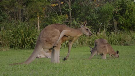 canguro gris oriental rascándose la espalda y luego a la izquierda - canguros comiendo hierba en el campo - costa dorada, qld, australia