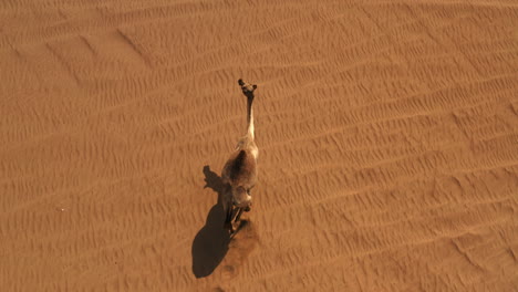 camel walking in the desert