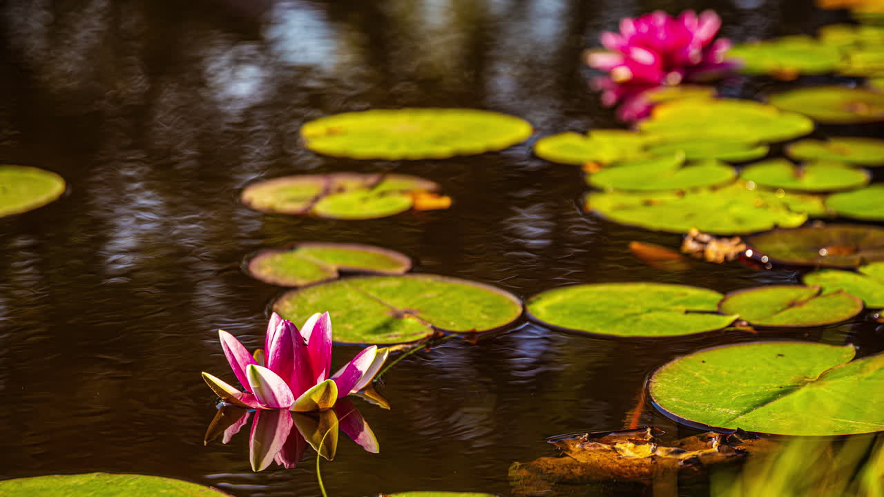 Water lily flower on pond in full bloom, time-lapse nature ecosystem