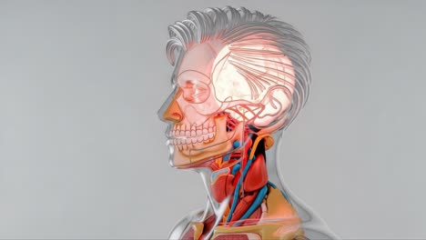 anatomical visualization of the human head and neck: a detailed representation of internal structures for educational purposes