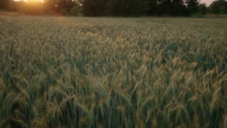 rye-field-at-sunset,-as-the-gentle-breeze-sways-the-ears-of-grain-in-a-serene-rural-landscape