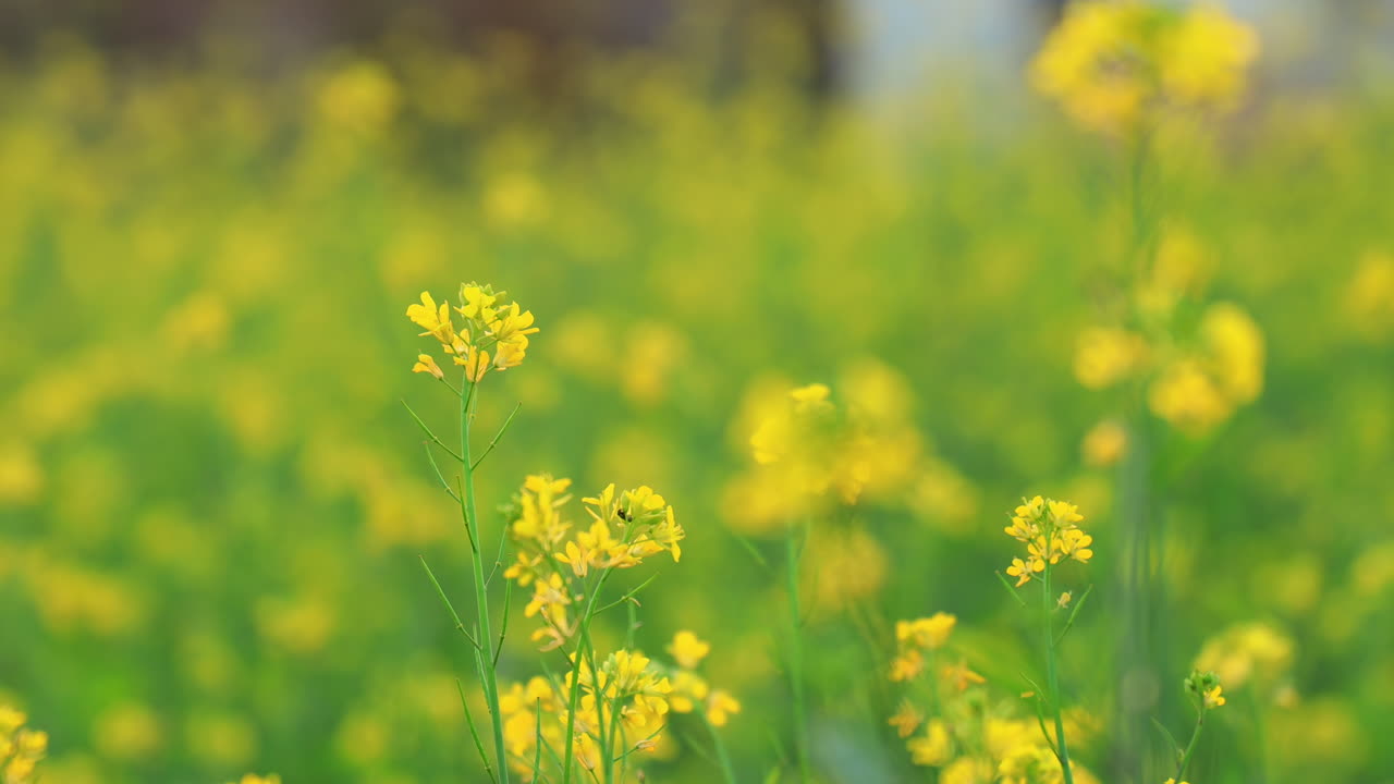 근접 촬영 겨자 공장
