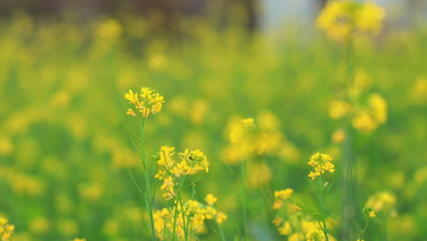 closeup mustard plant