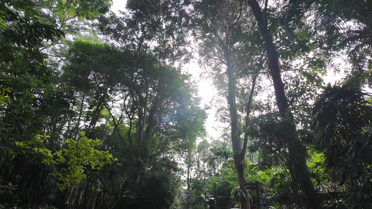 Sunlight Shines Through Lush Green Forest Canopy