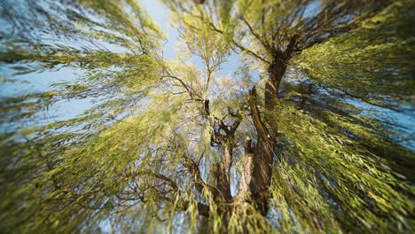 looking up through the long slender branches of the tall weeping willow tree