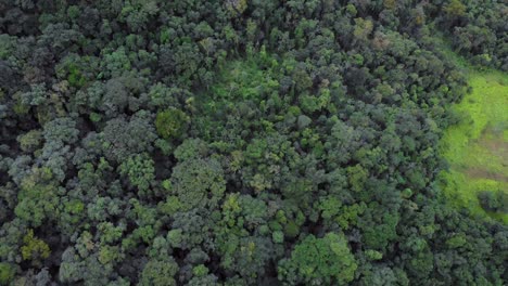 rainforest deflorestation aerial footage