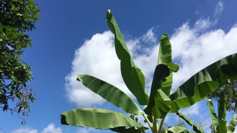 hojas de plátano verdes y frescas ondeando