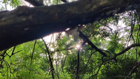 sunset flare through tree branch in forest