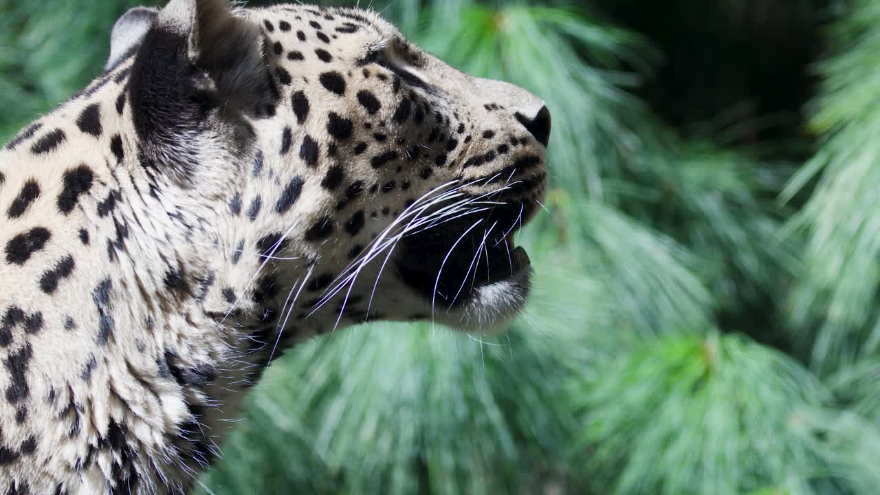 Leopard yawns in profile view, natural daylight, lush green zoo enclosure, steady camera