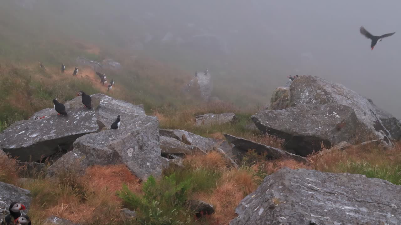 атлантический пуфин (fratercula arctica), на скале на острове рунде (норвегия).