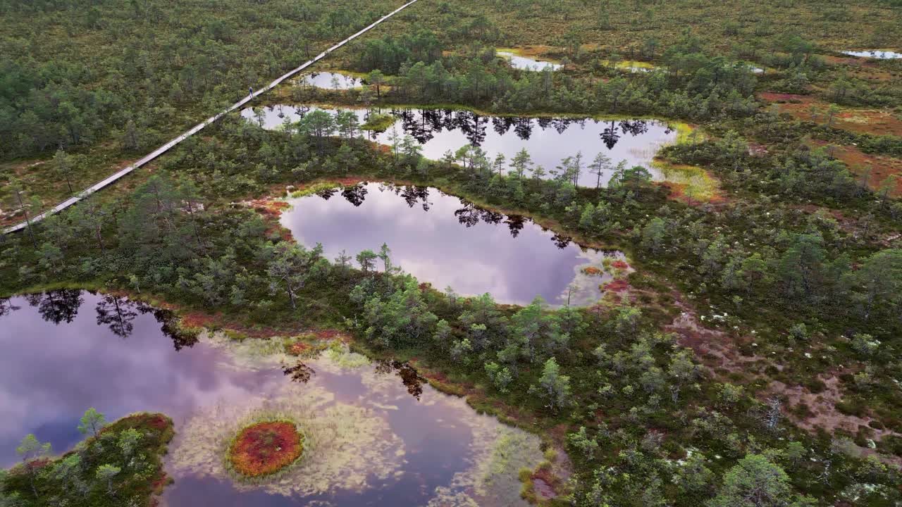Wooden walkway at Viru Bog Estonia winds over shimmering pools moss covered ground and colorful pine forest giving travelers a peaceful experience inside this northern European nature reserve