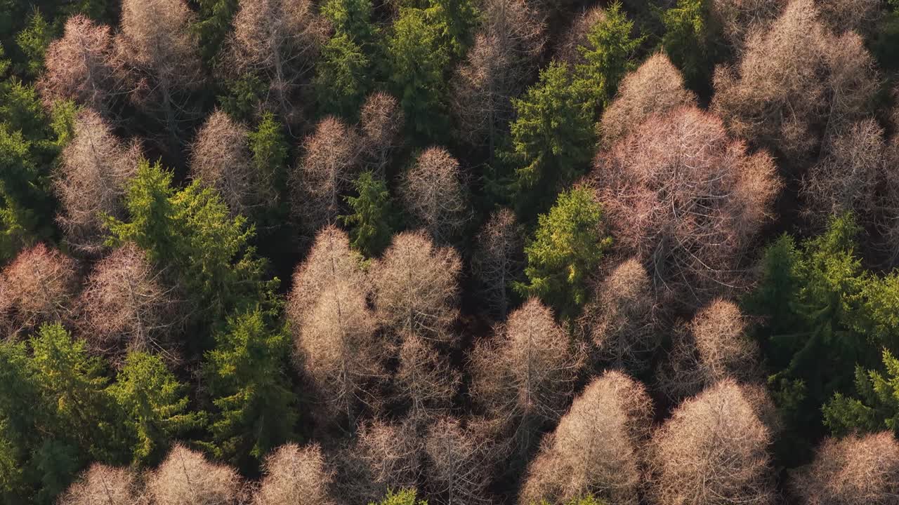 Drone shot of post-winter forest with dry and brown conifers. Spring sunlight revealing transition in natural landscape