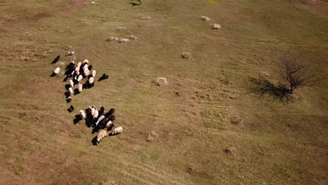 vista aérea de un perro pastor pumi corriendo y guiando ganado en un prado