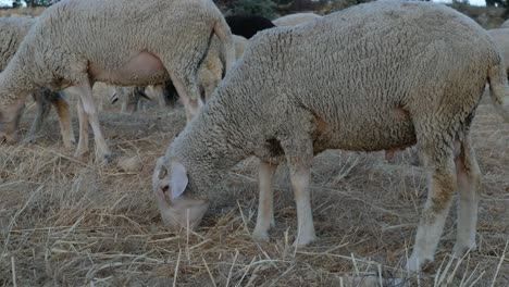 Sheep-Grazing-Field