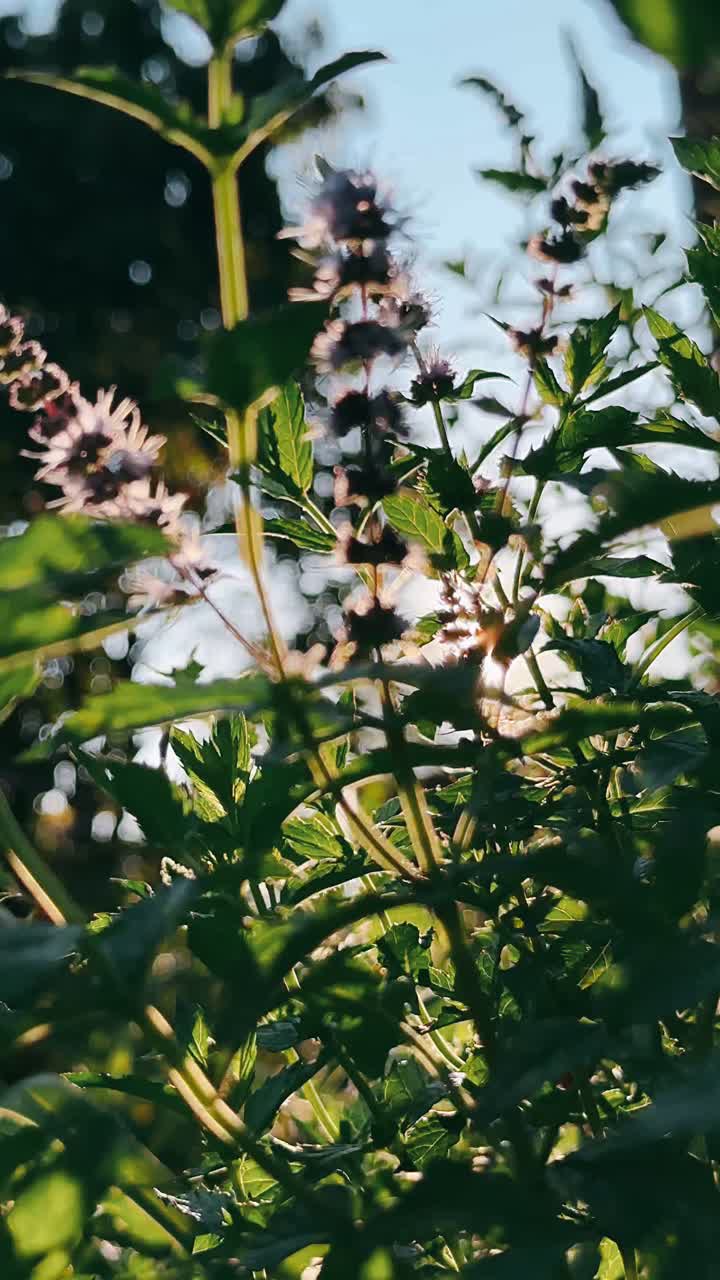 крупный план растений мяты на солнечном свете