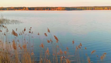 peaceful atmosphere in jugla lake in latvia, aerial drone flies above water