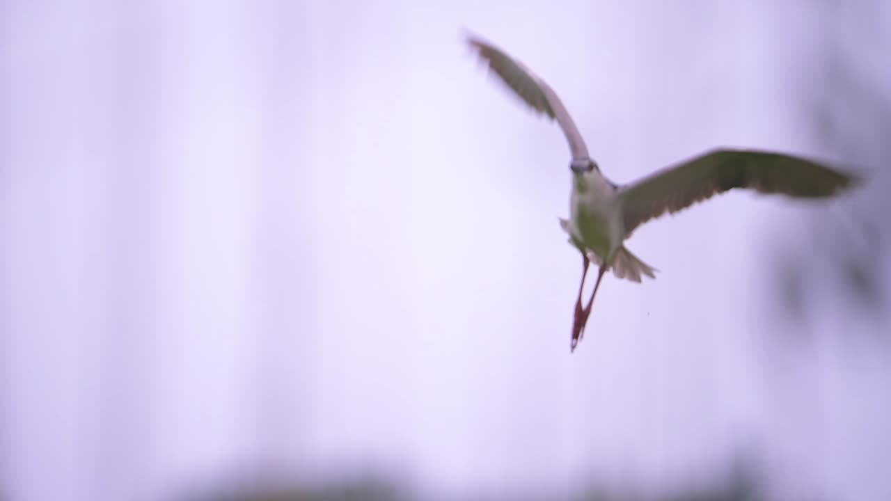 블랙 크라운드 나이트 헤이런 비행