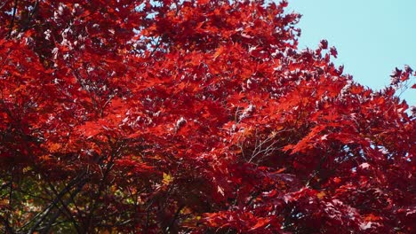 Arce-Japonés-Rojo-Durante-La-Temporada-De-Otoño,-China