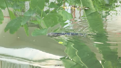 monitor lizard glides through water among plants.