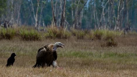 The-Himalayan-Griffon-Vulture-is-Near-Threatened-due-to-toxic-food-source-and-habitat-loss