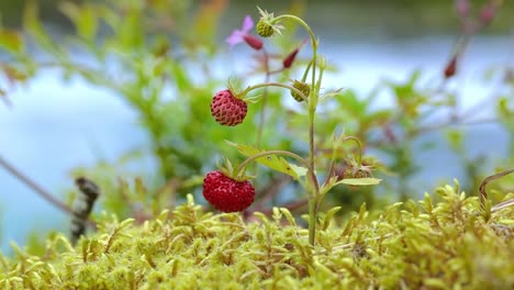 Beere-Reifer-Erdbeeren-Aus-Nächster-Nähe.-Natur-Norwegens