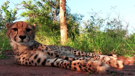 fotografía estática de un guepardo africano descansando a la sombra de un árbol cerca de un escondite de hierba verde