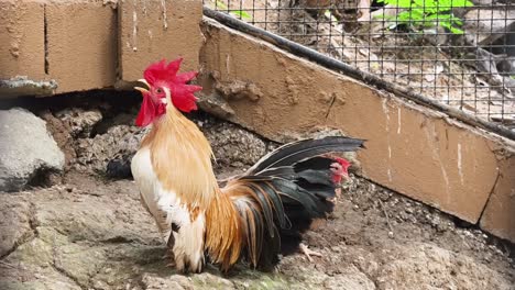 gallo y gallina en las rocas