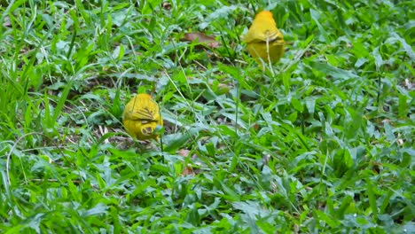 Safranfink-Vögel-Südamerika-Tanager-Sicalis-Flaveola-Arten