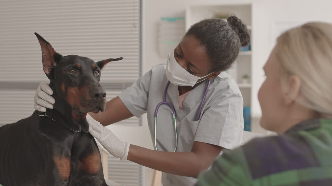 Doberman Dog Getting Medical Care