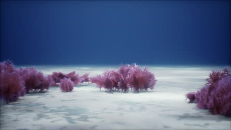 Purple and pink soft corals and red sponges