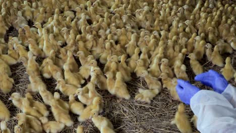 farmer clap hands and funny ducklings run away from a noise