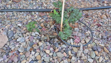 Plant-is-watered-using-drip-irrigation