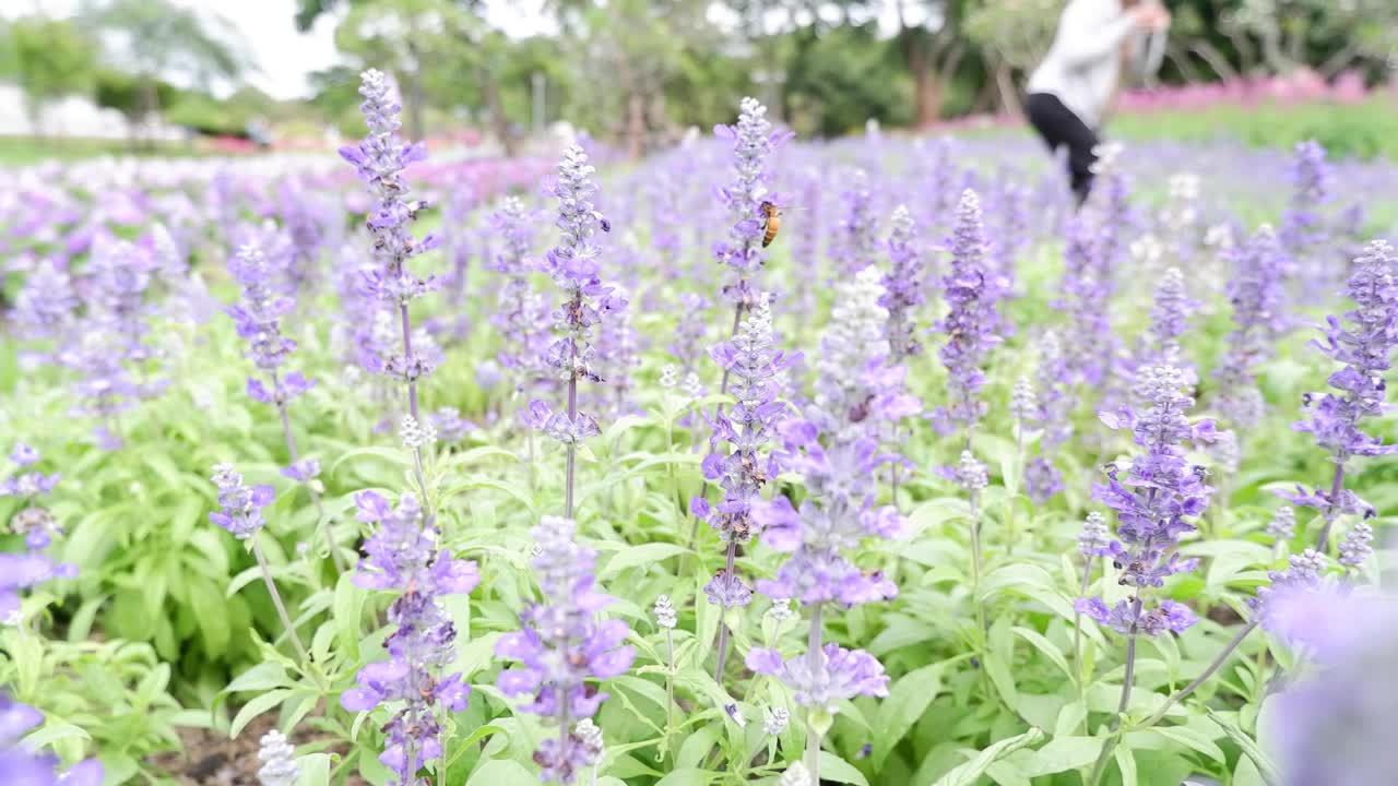 활기찬 라벤더 식물 사이를 고 있는 사람.