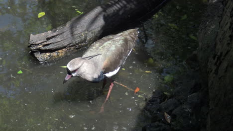 Southern-Lapwing-pecking-at-rocks-looking-for-food-in-shallow-river-bed-in-wild