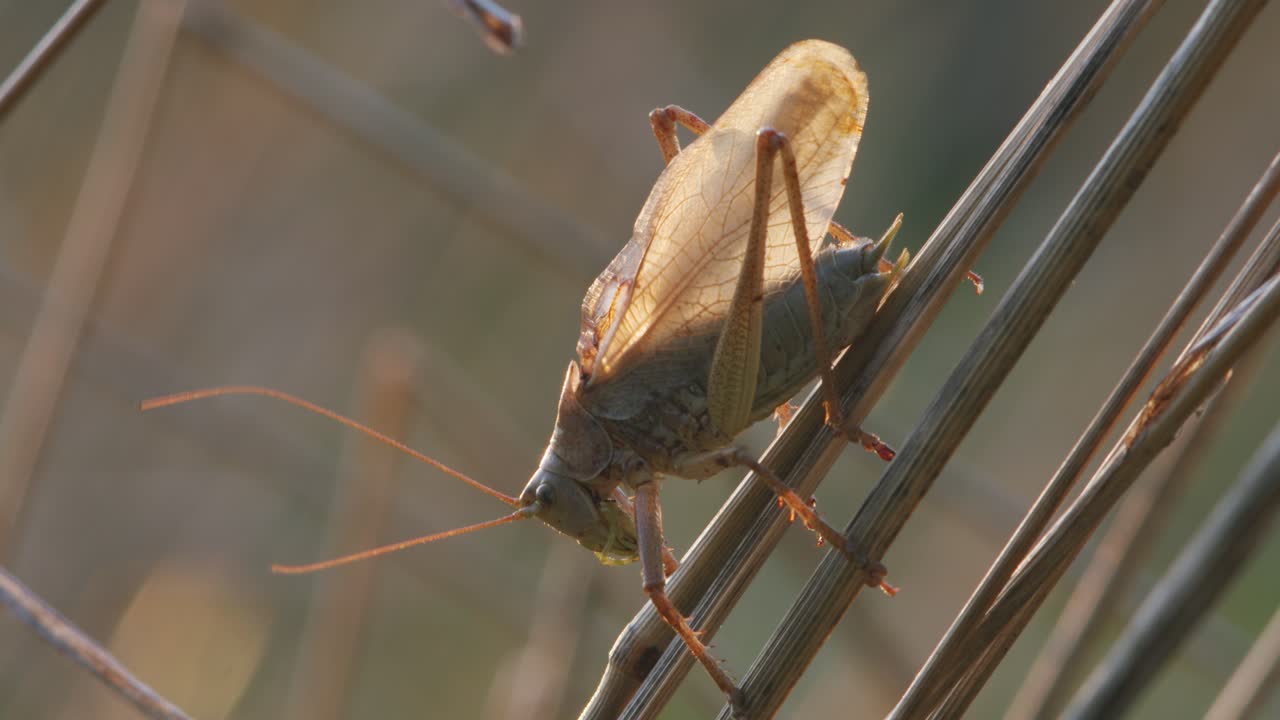 Bush cricket in late autumn evening light chirping on grass stem