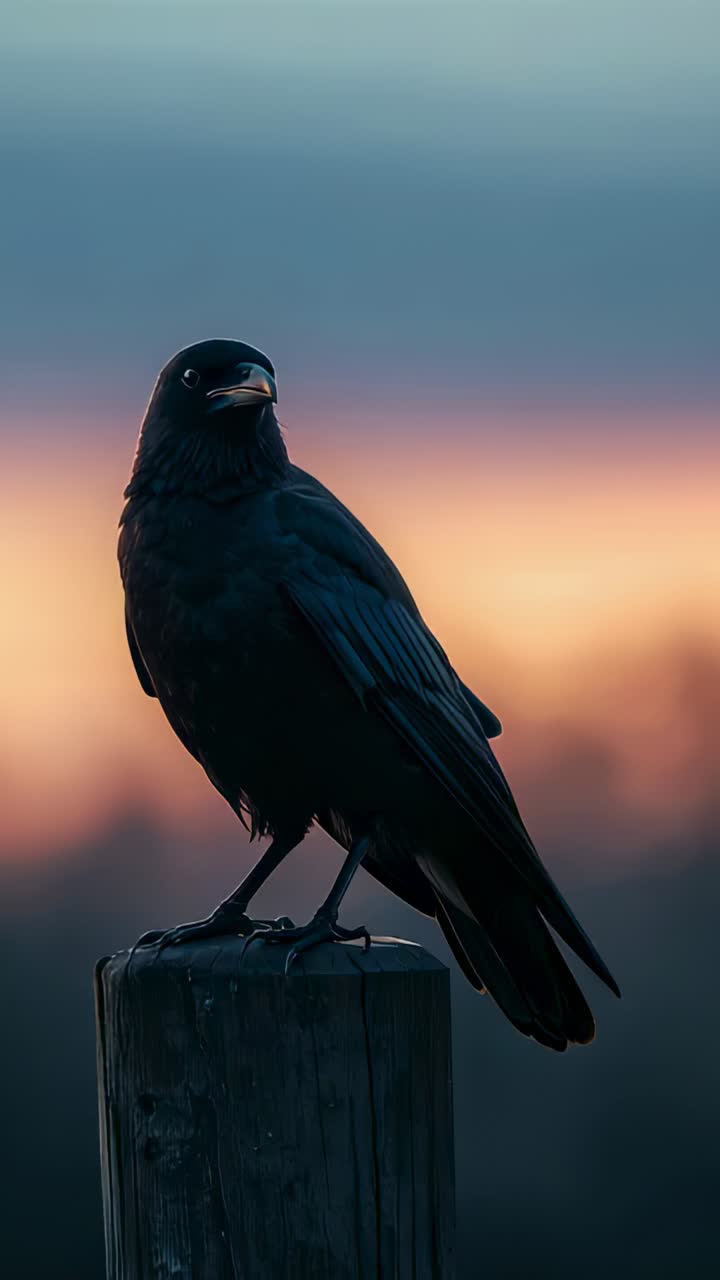 Vertical video: Scanning surroundings, corvid rotating head and calling on weathered post, sunset