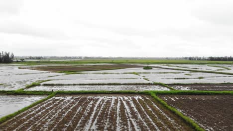 Vista-Malhumorada-De-Un-Campo-De-Arroz-En-Hoi-An,-Vietnam,-Una-Pista-Izquierda-Capturada-Por-Un-Dron