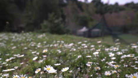 Bodenaufnahme-Von-Gänseblümchen-Auf-Einer-Wiese,-Dolly-In-Walk-Handbewegung,-Geringe-Schärfentiefe-4k-30fps