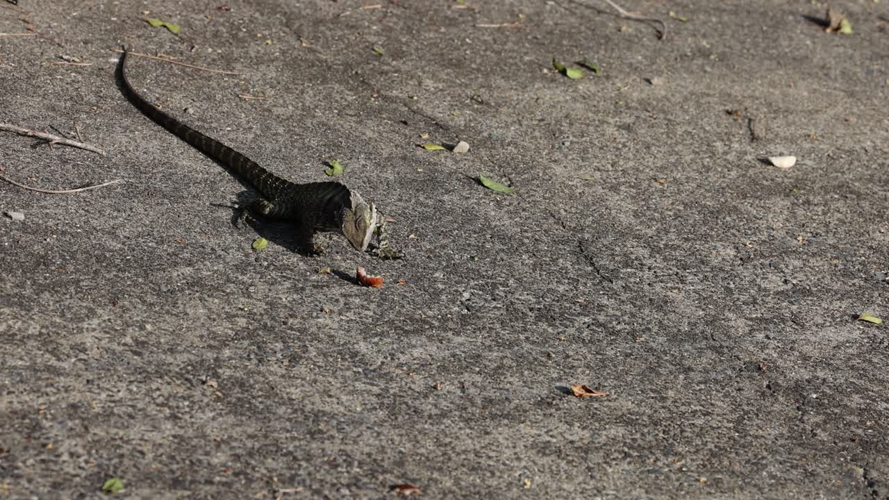 도마이 포장된 표면에서 빠르게 움직입니다.