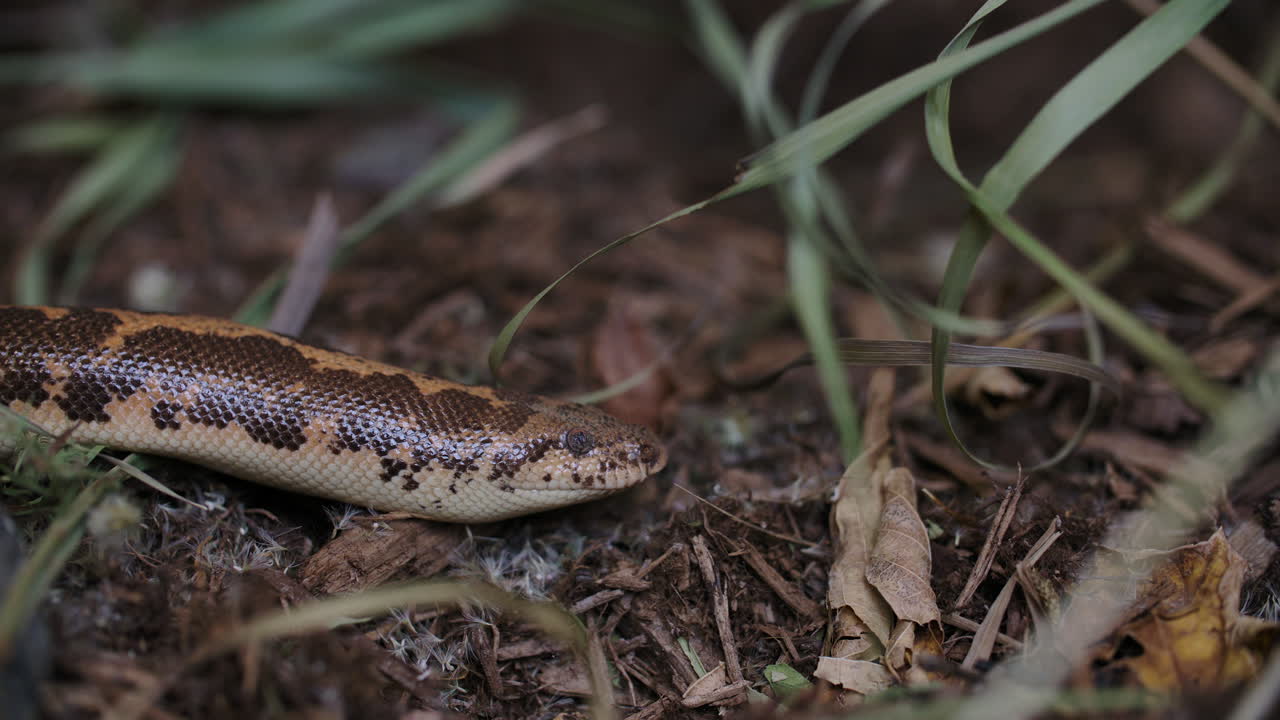 The tongue flicking of a kenyan sand boa