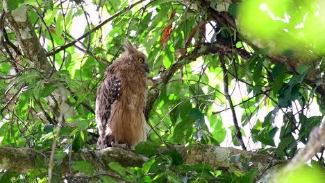 魚烏 (buffy fish owl) 是一個大型烏,但卻是四種烏中最小的