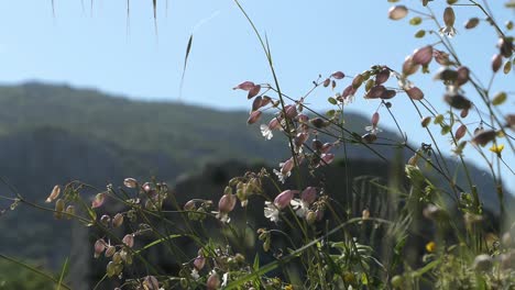 Common-wildflower,-Bladder-Campion,-blowing-in-the-wind-against-green-mountains
