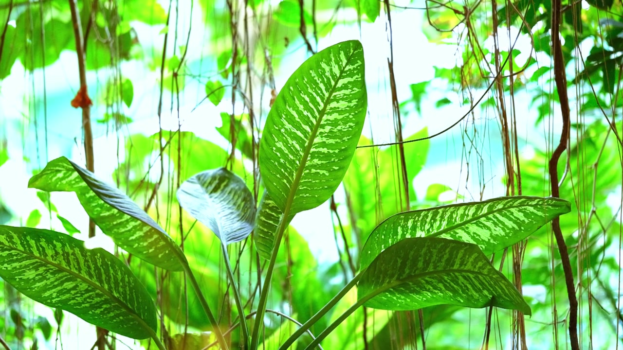 ジャングルの風景の中の熱帯植物。