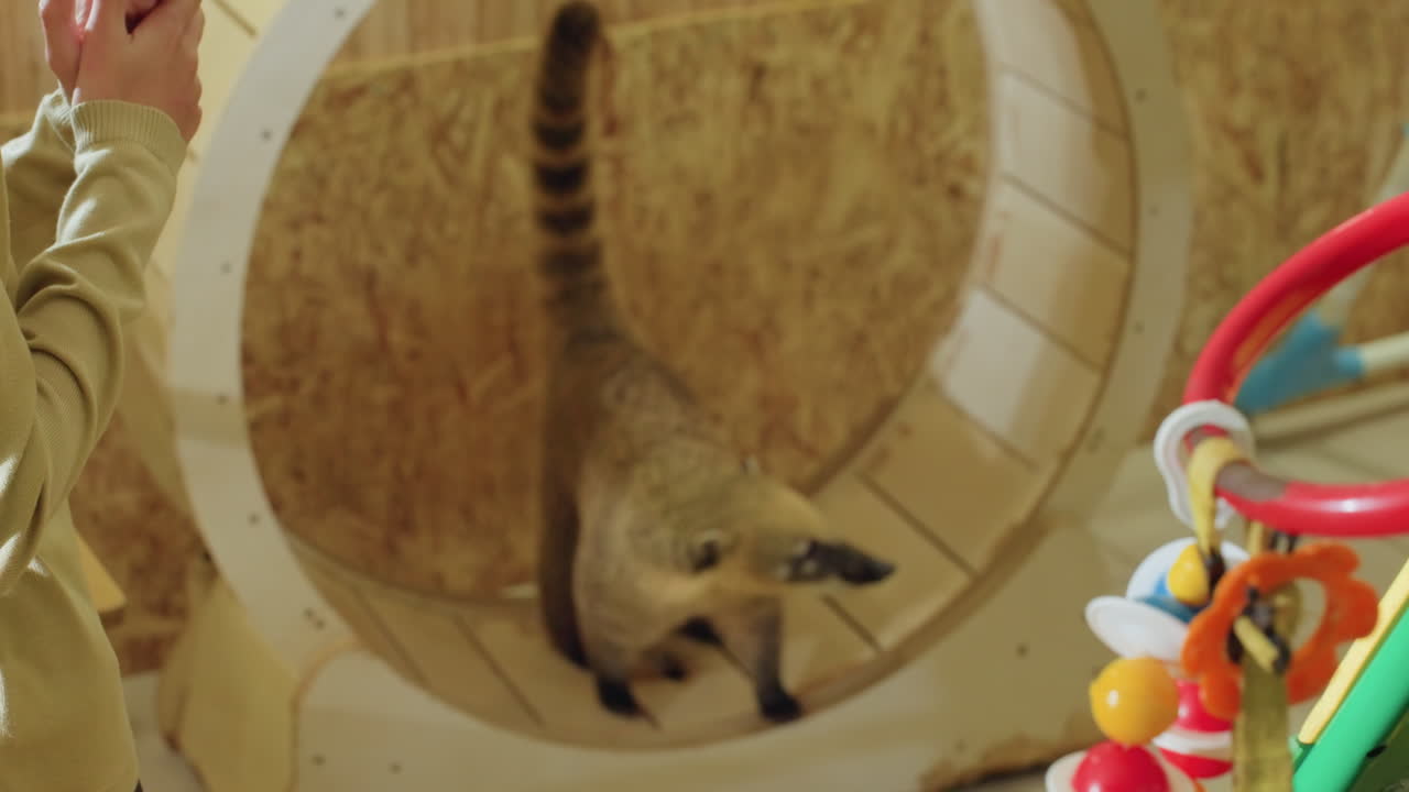 un bambino caucasico osserva un coati correre in una ruota di legno per esercizi all'interno di un'esposizione interna, un anello colorato giocattolo in primo piano, una calda luce dorata, un gesto delicato da parte di un giovane visitatore, un mammifero giocherellone esplora