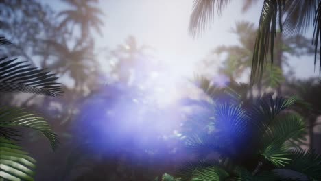 los rayos del atardecer a través de las palmeras