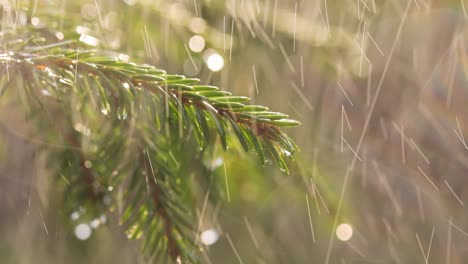 Regen-An-Einem-Sonnigen-Tag.-Nahaufnahme-Von-Regen-Auf-Dem-Hintergrund-Eines-Immergrünen-Fichtenzweigs.