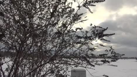 el viento soplando en un árbol tempelhof aiport berlin invierno hd 25 fps 5 segundos 00165