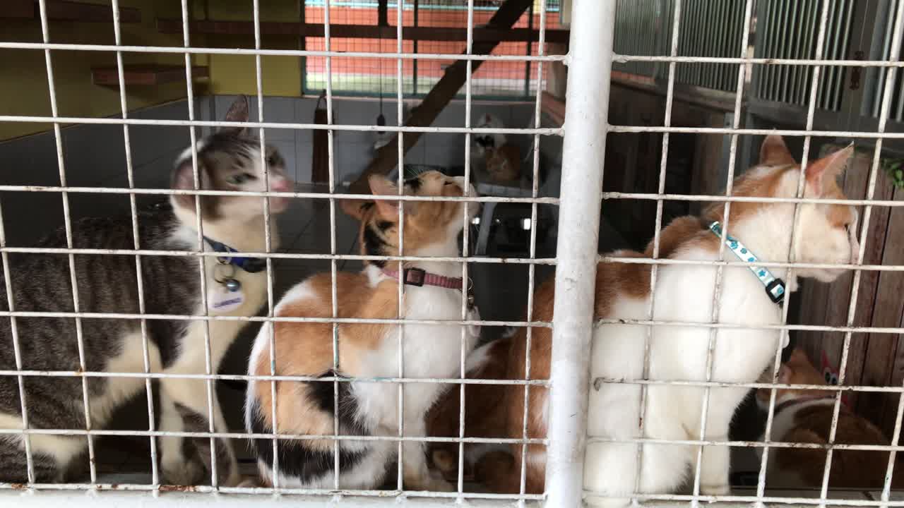 Static shot of cats in an animal shelter
