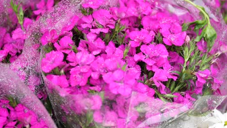 vibrant pink flowers in wet plastic wrap